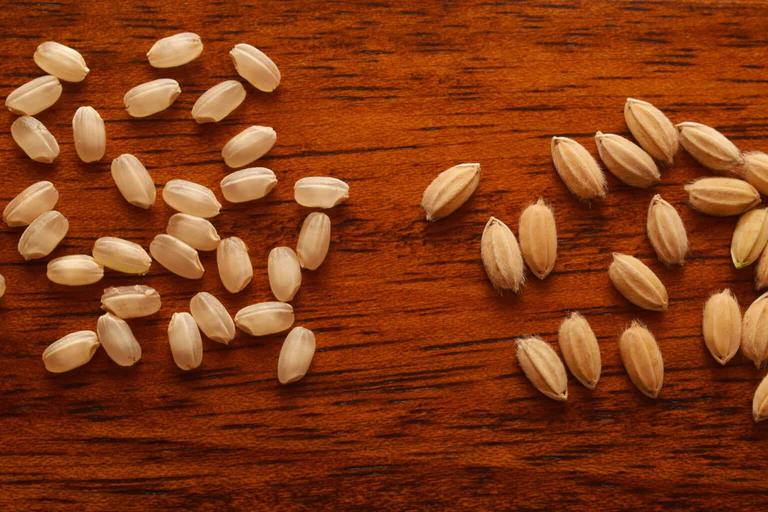 What Is Sakamai? 20 Types of Sake Rice To Know – Palate Project