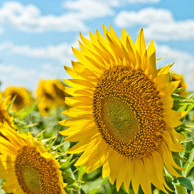 A close-up of a bright yellow sunflower in a field under a blue sky with white clouds, with other sunflowers blurred in the background.